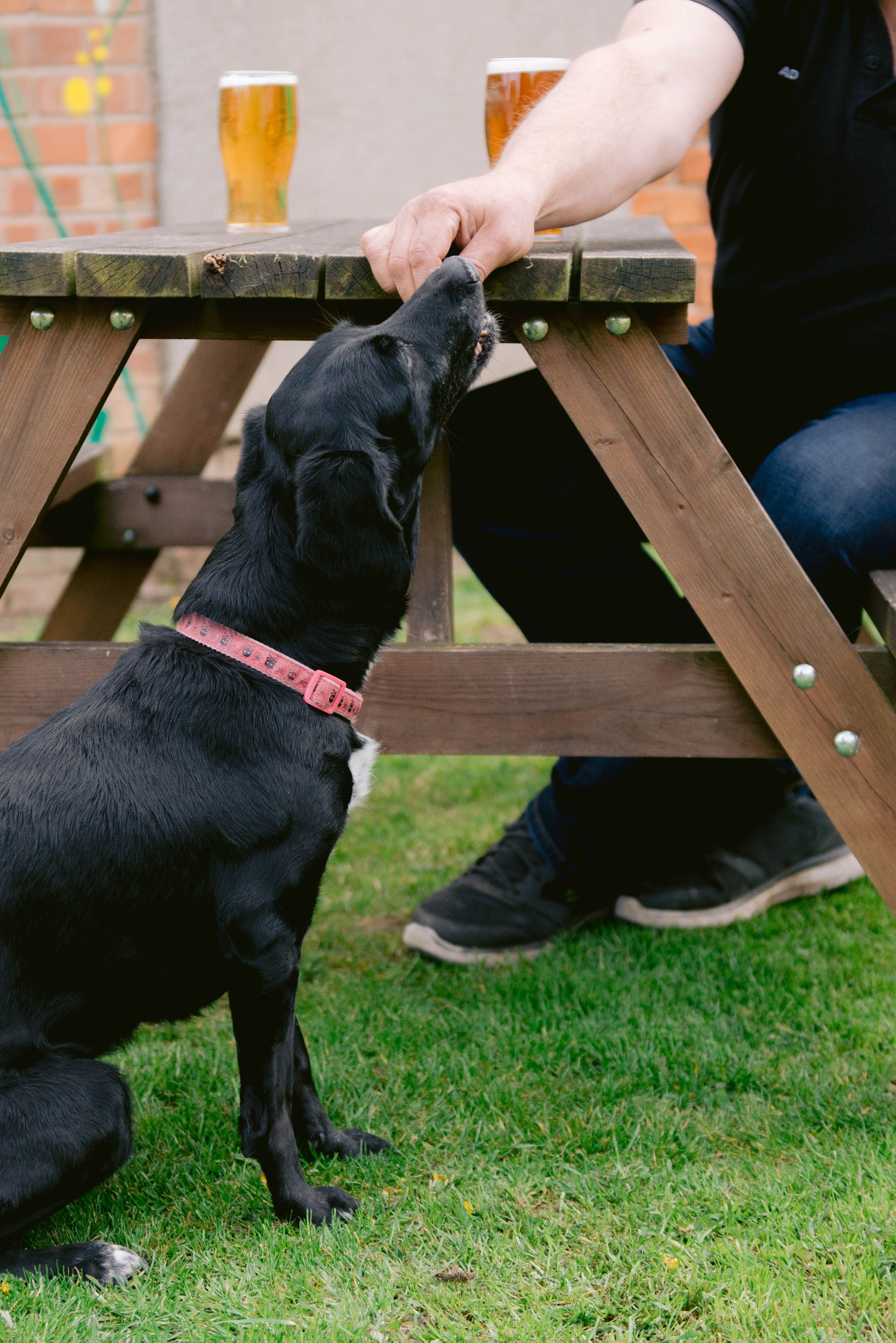 We are a dog-friendly pub